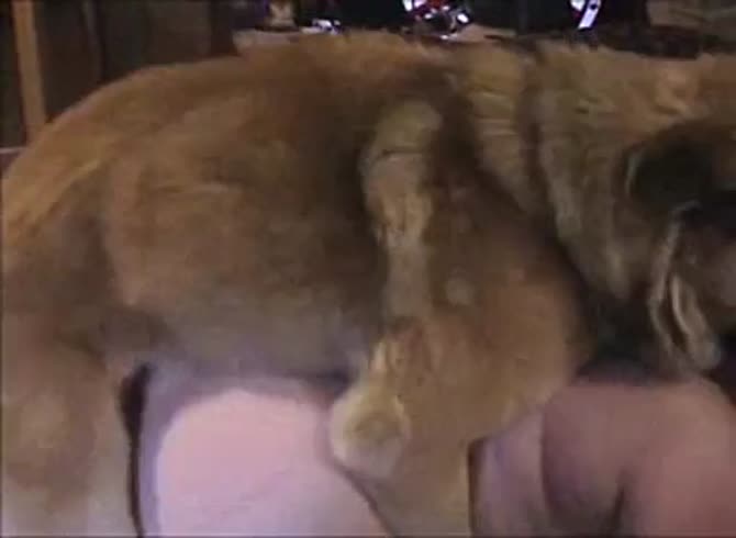 Video :Dog fucking a curvy bitch in hot beastiality sex